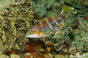 Cheilinus bimaculatus-Wakatobi Pasar wajo jetty-7m-20180602-Denis-ADER-DSC_3403_tn